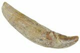 Rooted Fossil Sea Lion (Allodesmus) Tooth - Bakersfield, CA #175182-1